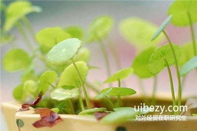 专科学历应如何报考对外经济贸易大学在职研究生? 专科学历应如何报考对外经济贸易大学在职研究生?